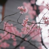 春を待つ………