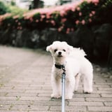まっしろ
