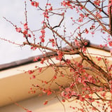 夕暮れの花