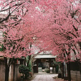 桜の小路