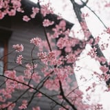 春を待つ………