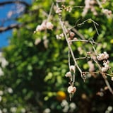 梅の花