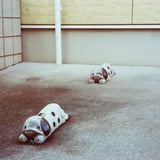 🐶ふせ🐾