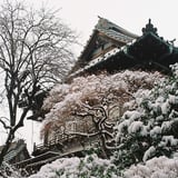 雪化粧