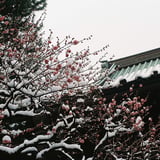 雪化粧