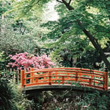 ツツジ