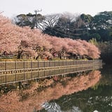 河津桜(朝陽に照らされて)