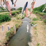 こいのぼり🎏