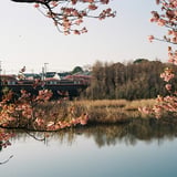 河津桜の中を行く………