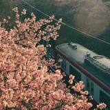 朝陽に照らされて🌸