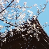 青空と桜🌸