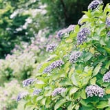紫陽花