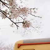 桜🌸