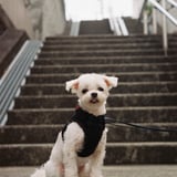 Nikon S2 初撮り