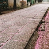 桜の小路