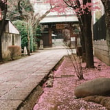 桜の小路