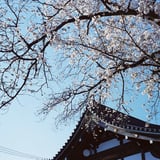 青空と桜🌸