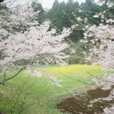 過ぎ去る春の思い出🌸