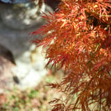いろはもみじ🍁