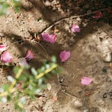 花びら