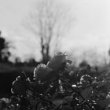 光と薔薇