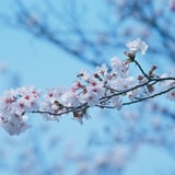桜です