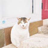 ガラ悪猫