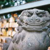 犬