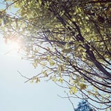 代々木公園脇のいちょう