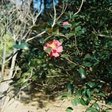 寒椿