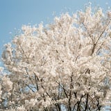 桜の記憶