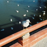欄干の鳥