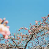 河津桜