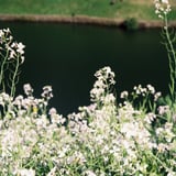 皇居の花