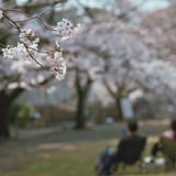 お花見