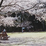 それぞれの桜