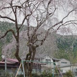枝垂れ桜