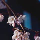桜咲く