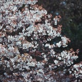 ヤマザクラ
