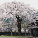 威風堂々