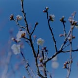 春の足音