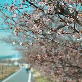 さんぽ