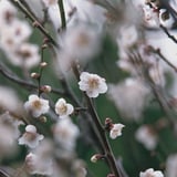 春を告げる