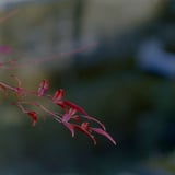 南天