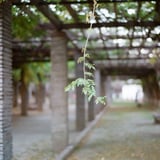 緑藤棚