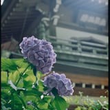 浄智寺の紫陽花