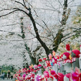 春の増上寺