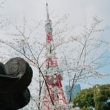 桜と東京タワー
