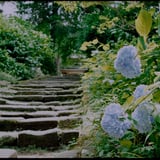浄智寺参道の紫陽花