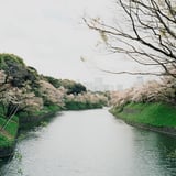 千鳥ヶ淵の桜